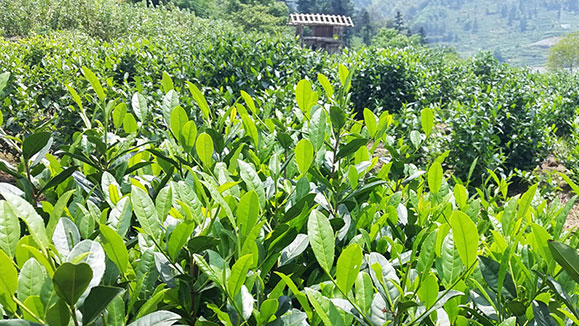 【打鼓岭绿优生态农业】告诉你茶叶种植知识